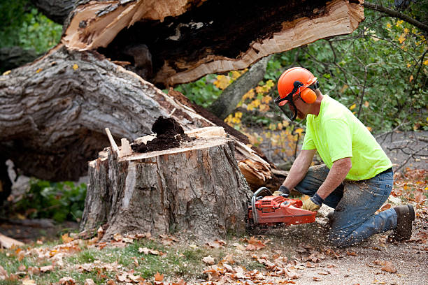 Tree Service Company in Ephraim, UT